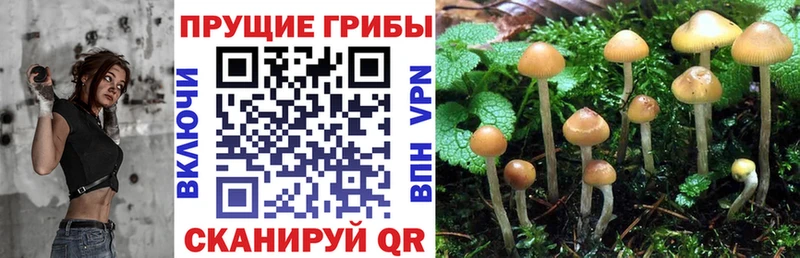 KRAKEN   наркошоп  Кинешма  Галлюциногенные грибы Psilocybe 
